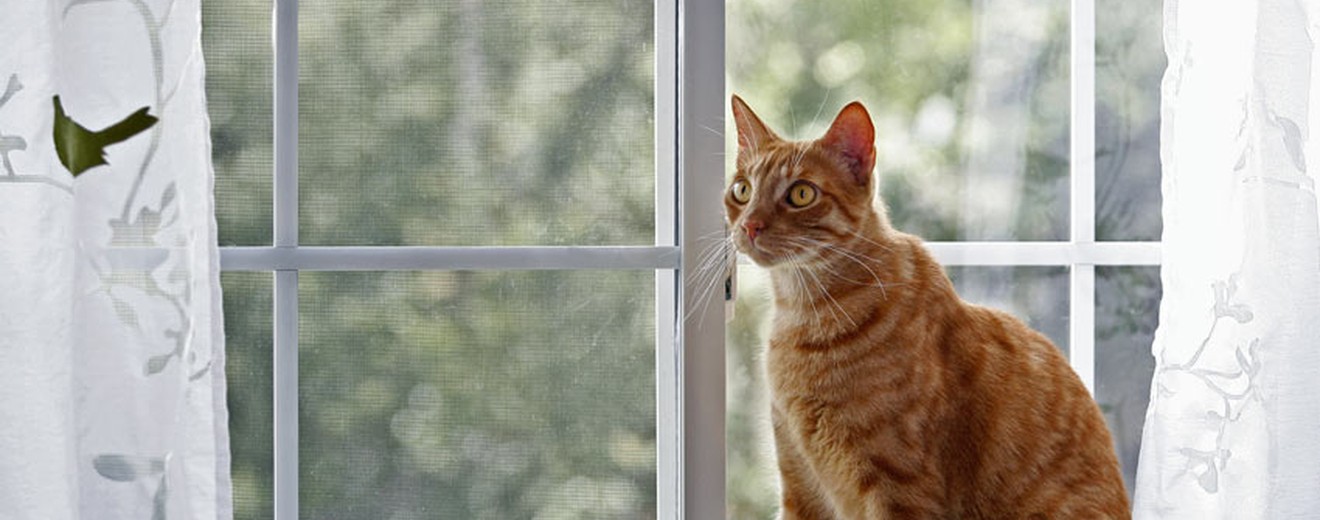 cat near open window home safety stock photo