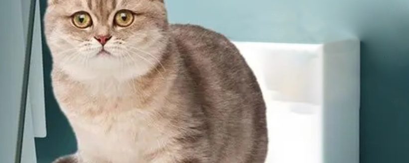 kitten puppy toilet training home