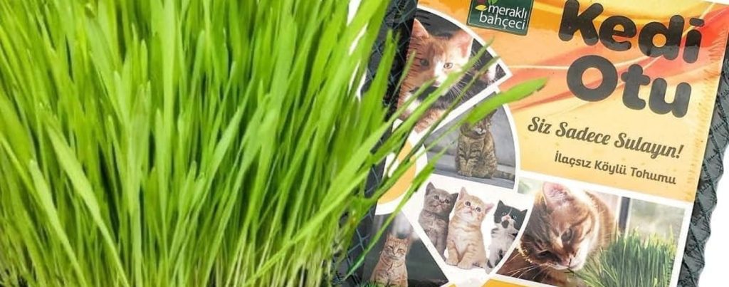 Kedi çimi ürünü ve yeşeren çim görünümü