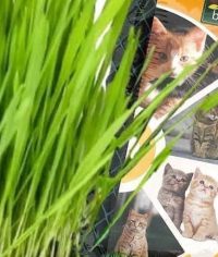 Kedi çimi konu görseli Kedi çimi ürünü ve yeşeren çim görünümü