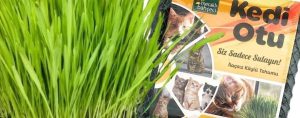Kedi çimi ürünü ve yeşeren çim görünümü