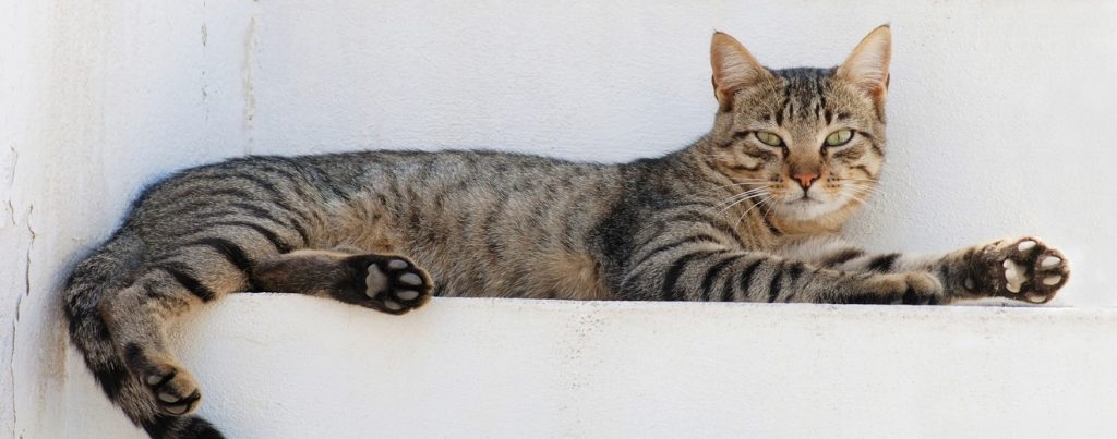 Kedi sağlık davranışları konu görseli