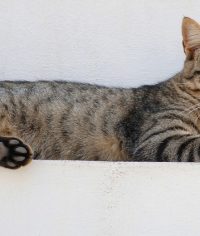 Kediler popo süründürme featured Kedi sağlık davranışları konu görseli