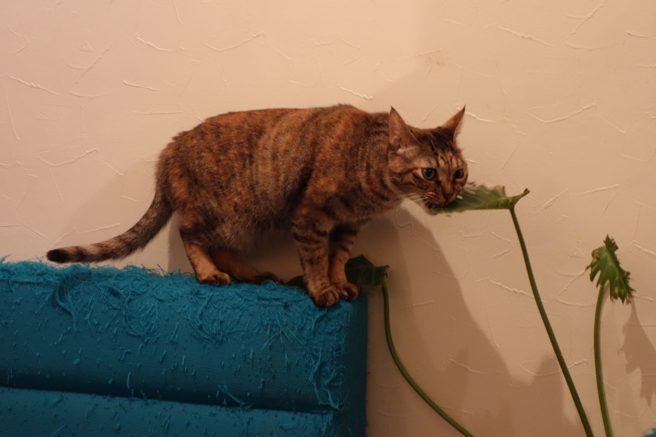 Saksı bitkisinin yaprağını çiğneyen kedi