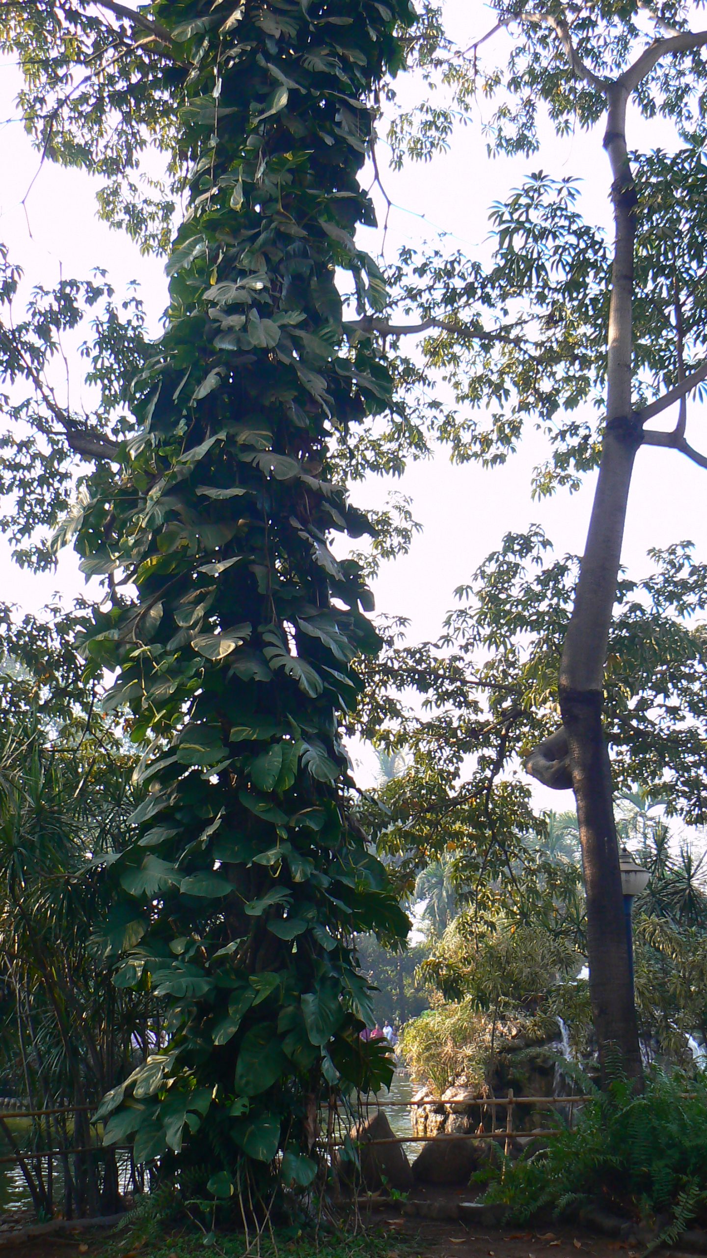 Kediler için sakıncalı pothos bitkisi