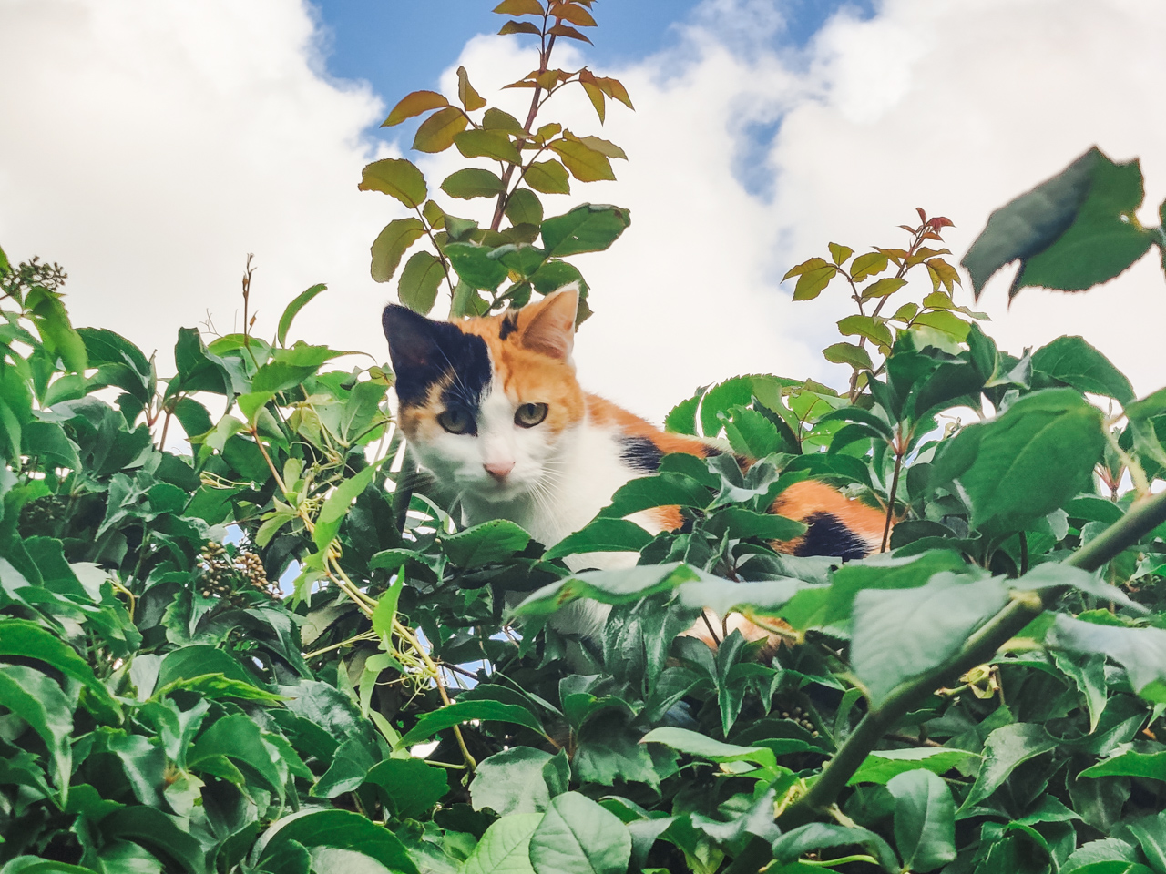 Bitkiler arasında dolaşan kedi