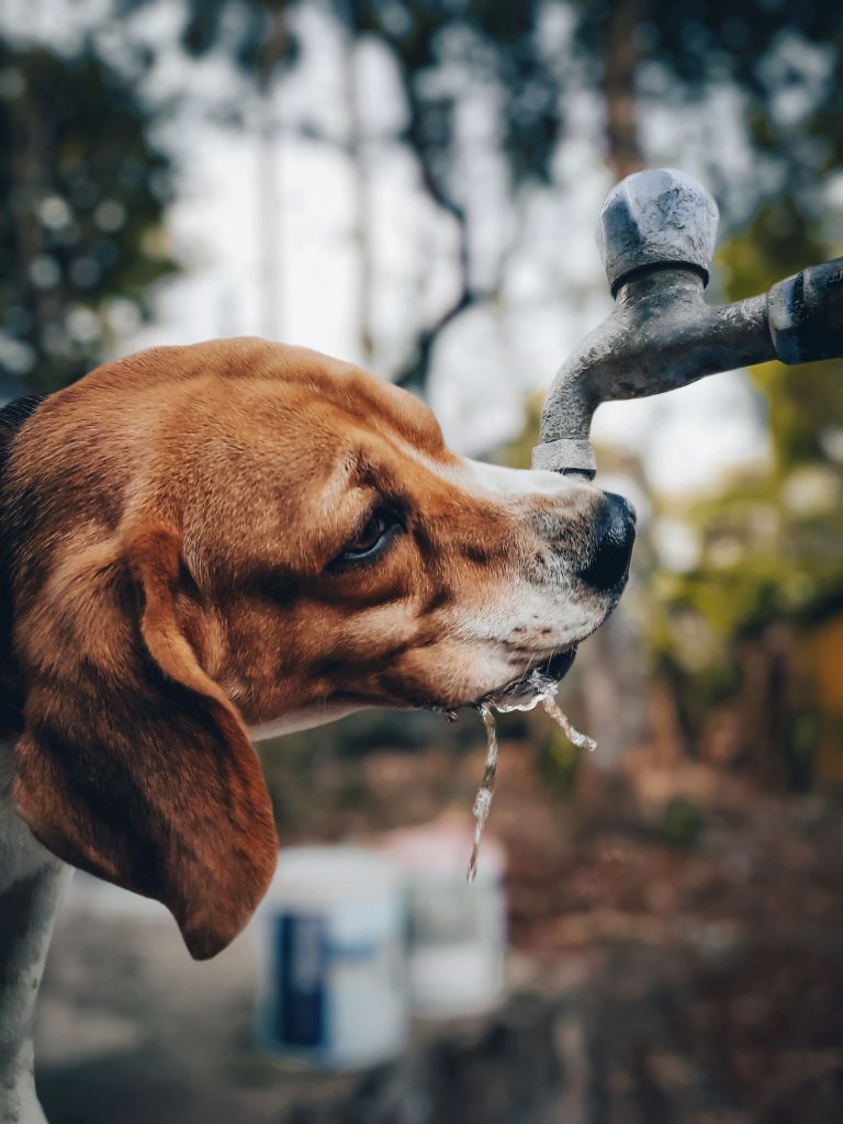 Veteriner kontrolünde köpek