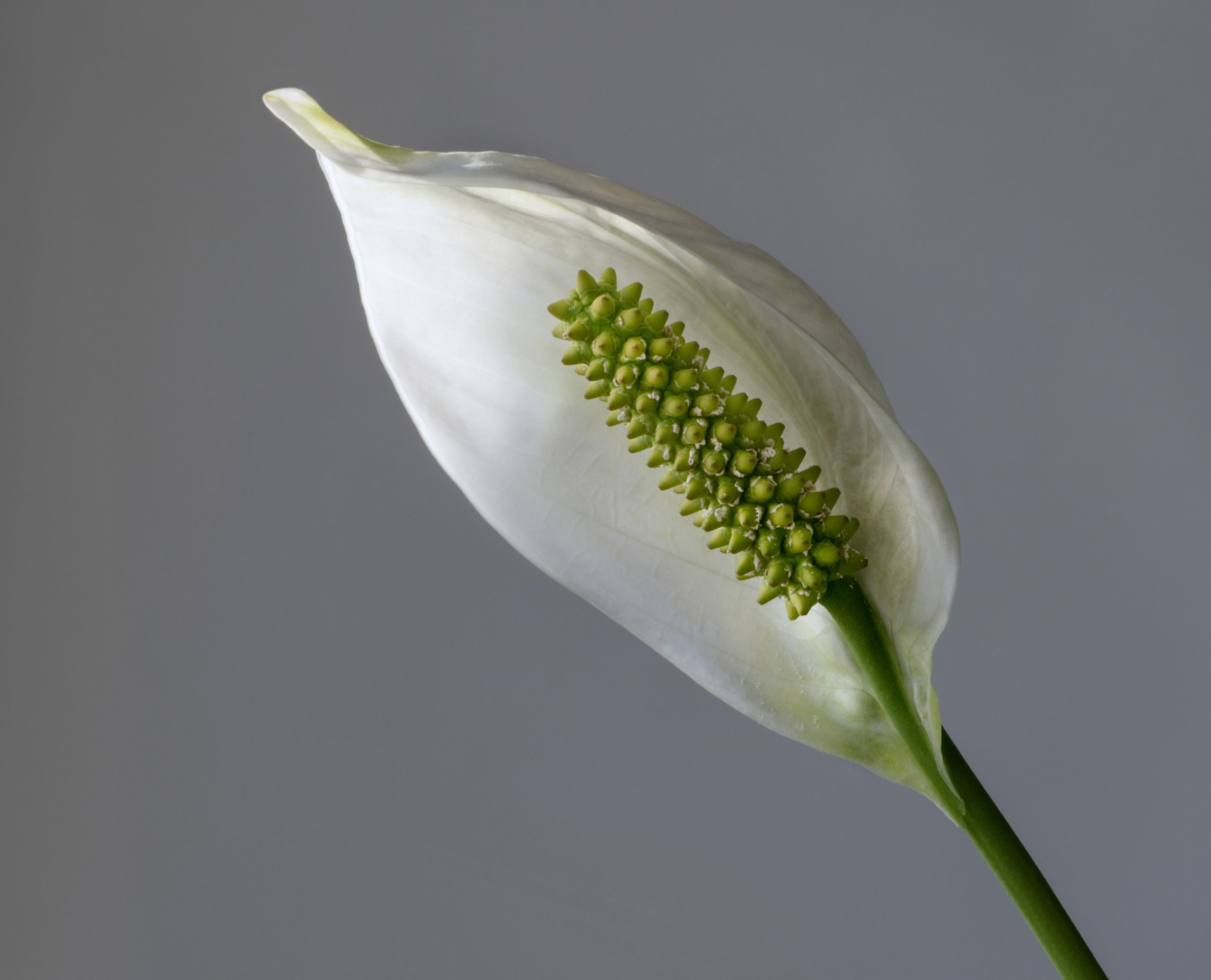 Kediler için tahriş riski taşıyan peace lily